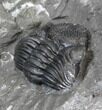 Enrolled Eldredgeops Trilobite In Matrix - New York #40684-3